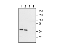 Anti-PTH2R (extracellular) Antibody