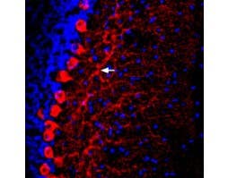 Anti-Prostaglandin E Receptor EP2/PTGER2 (extracellular) Antibody
