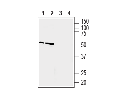 Anti-Prostaglandin E Receptor EP4 (PTGER4) Antibody