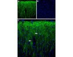 Anti-PEX5L (TRIP8b) Antibody