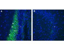 Anti-Plexin-A4 (extracellular) Antibody