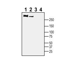 Anti-Plexin-B1 (extracellular) Antibody - Carrier Free