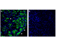 Anti-Plexin-C1 (extracellular) Antibody