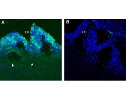 Anti-PepT2/SLC15A2 (extracellular) Antibody