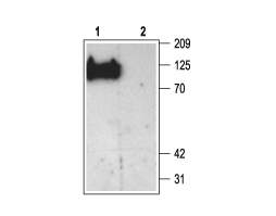Anti-PSD-93 Antibody