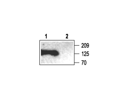 Anti-SAP102 Antibody