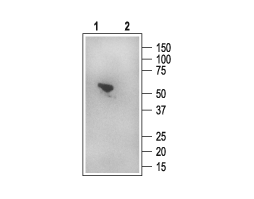 Anti-NHERF-1/EBP50 Antibody