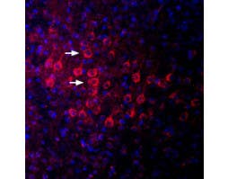 Anti-PSD-95 Antibody
