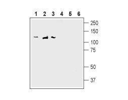 Anti-SAP-97/DLG1 Antibody