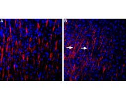 Anti-Shank3 Antibody