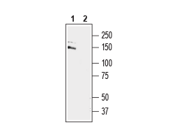 Anti-GRIP1 Antibody