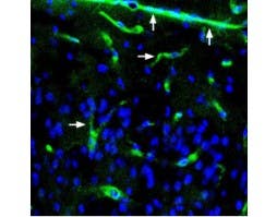 Anti-α1-Syntrophin (SNTA1) Antibody