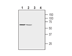 Anti-β1-Syntrophin (SNTB1) Antibody