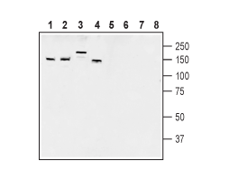Anti-AKAP150 Antibody