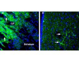 Anti-SynGAP Antibody
