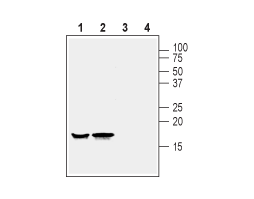 Anti-Alpha-Synuclein Antibody