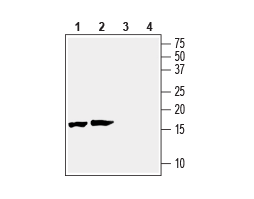 Anti-Beta-Synuclein Antibody