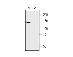 Anti-MAGI2/AIP1 Antibody