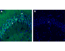 Anti-Endophilin-A1 Antibody - Carrier Free