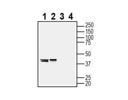 Anti-Endophilin-A1 Antibody - Carrier Free