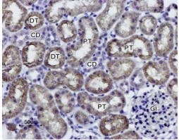 Anti-Aquaporin 1 Antibody