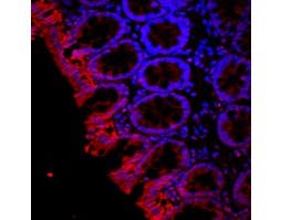 Anti-Aquaporin 3-ATTO Fluor-594 Antibody