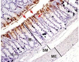Anti-Aquaporin 3 Antibody