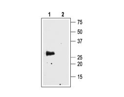 Anti-Aquaporin 4 (AQP4) (249-323) Antibody