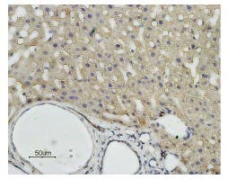 Anti-Aquaporin 9 Antibody