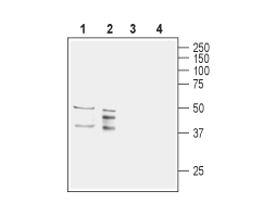 Anti-Aquaporin 11 (extracellular) Antibody