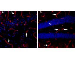 Anti-Aquaporin 4 (AQP4) (300-314)-ATTO Fluor-594 Antibody
