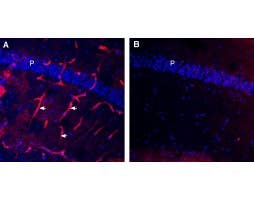 Guinea Pig Anti-Aquaporin 4 (AQP4) (300-314) Antibody