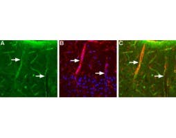 Anti-Aquaporin 4 (AQP4) (300-314) Antibody