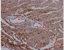 Anti-Ryanodine Receptor 2 Antibody
