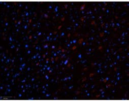 Anti-Ryanodine Receptor 3 Antibody