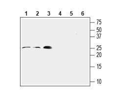 Anti-RAMP2 (extracellular) Antibody