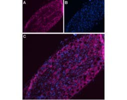 Anti-Na<sub>V</sub>1.7 (SCN9A)-ATTO Fluor-633 Antibody