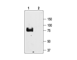 Anti-ENaC γ (SCNN1G) (extracellular) Antibody