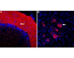 Anti-ASIC2a-ATTO Fluor-594 Antibody