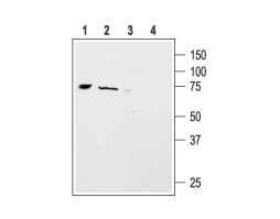 Anti-ASIC4 Antibody