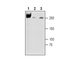 Anti-SCN3A (Na<sub>V</sub>1.3) (extracellular) Antibody