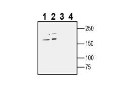 Anti-Human Na<sub>V</sub>1.7 (SCN9A) (extracellular) Antibody