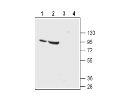 Anti-ENaC α (SCNN1A) (extracellular) Antibody