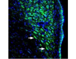 Anti-pan ASIC (extracellular) Antibody