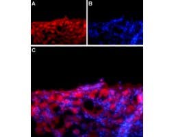 Anti-SCN1B (Na<sub>V</sub>β<sub>1</sub>) (extracellular) Antibody