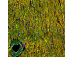 Anti-Na<sub>V</sub>1.5 (SCN5A) (extracellular)-ATTO Fluor-550 Antibody