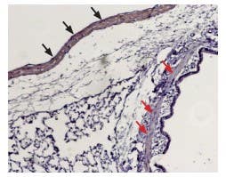 Anti-S1PR1 (EDG1) (extracellular) Antibody