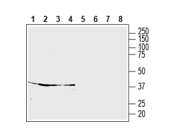 Anti-S1PR5/EDG8 (extracellular) Antibody