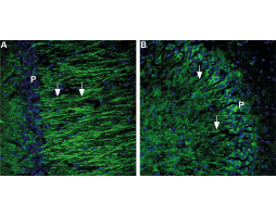 Anti-5HT1B Receptor (HTR1B) (extracellular)-ATTO Fluor-488 Antibody