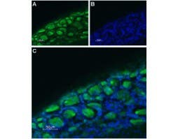 Anti-5HT3B Receptor (HTR3B) (extracellular)-ATTO Fluor-488 Antibody